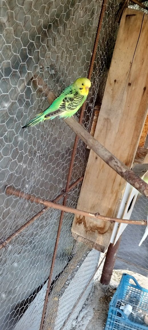 Peruși papagali 10