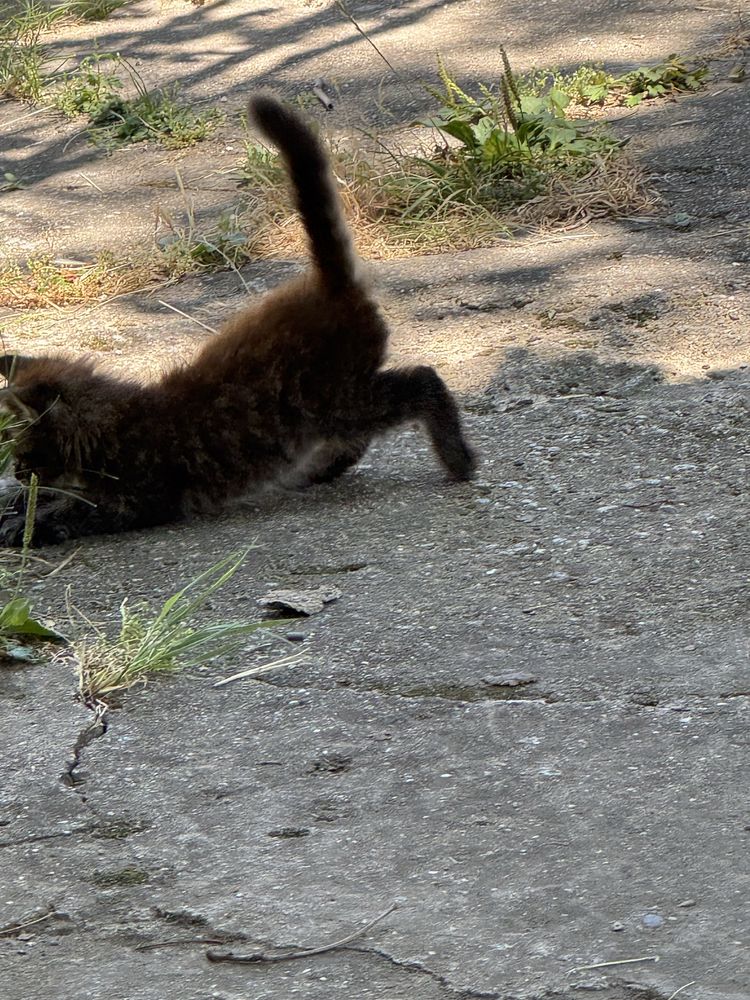 Котенце търсещо дом