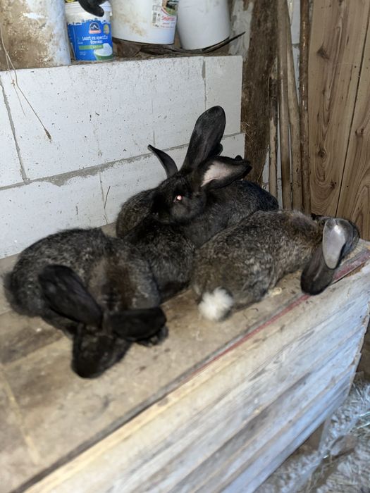 Vand iepuri urias german