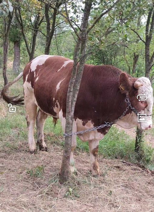 Taur baltat romanesc