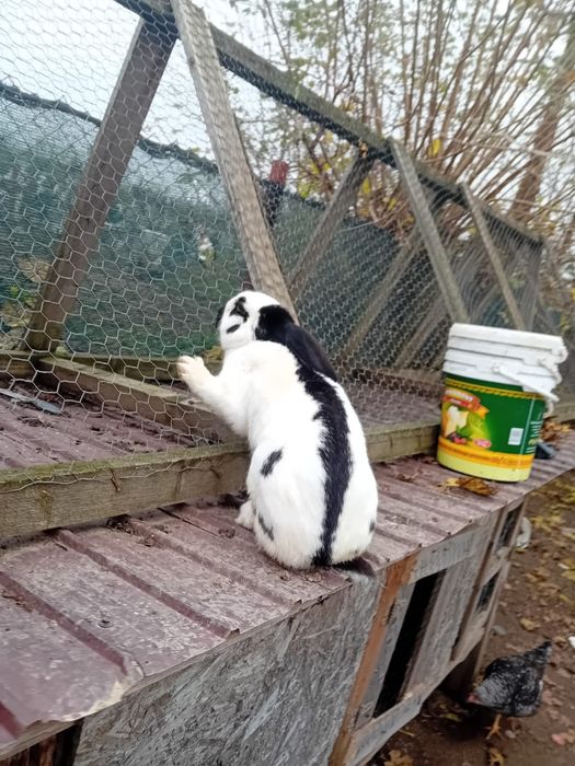 Schimb iepure fluture