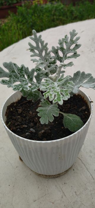 Продаю цветы уличные и комнатные.