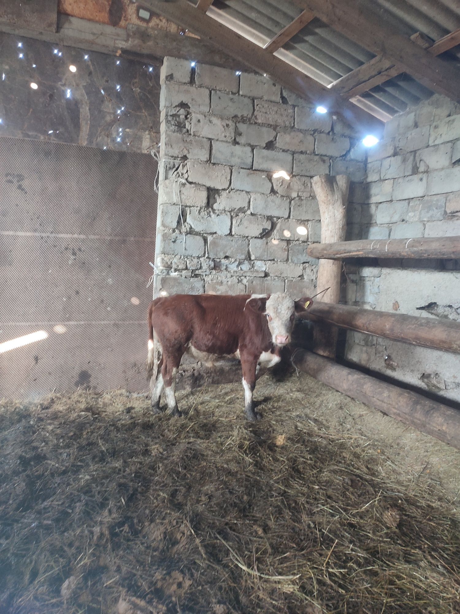 Продам 3 бычка и 1 корову