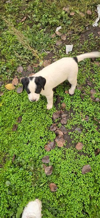 Подарявам малки кученца за 2лв