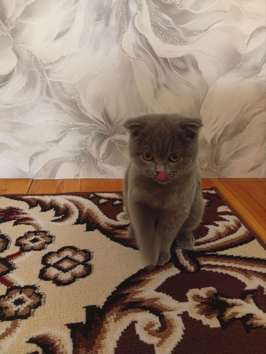 Шотландский фолд мальчик