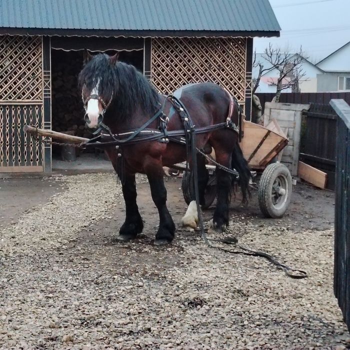 De vânzare armăsar în vârstă de 8 ani