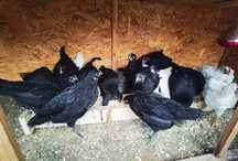 Vând pui de australop și leghorn de 6 săptămâni