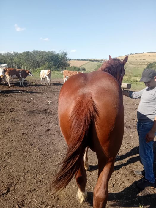 Vand iapa de 8 ani si manz