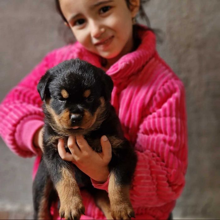 Ротвайлери с родословие