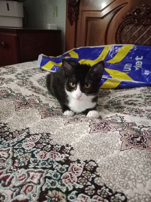 Котенок-девочка,3месяца