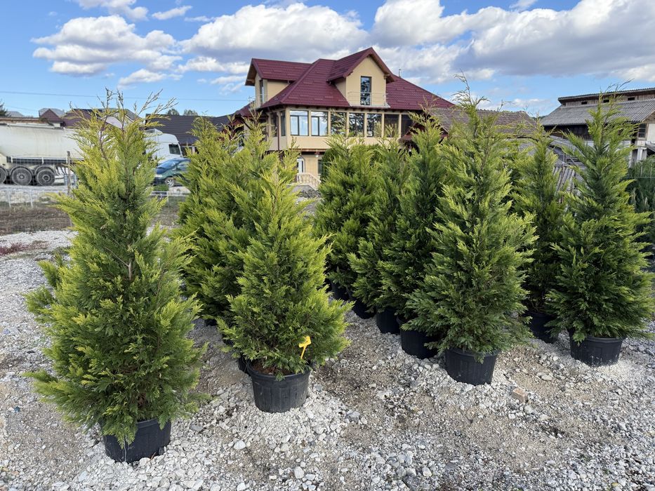 Vand leylandi/leylandi gold calitate extra