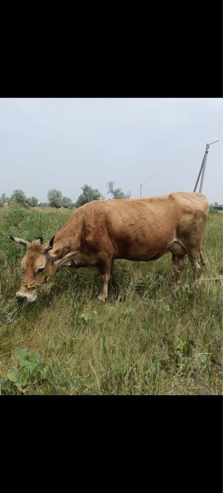 Продаётся высоко дойная корова
