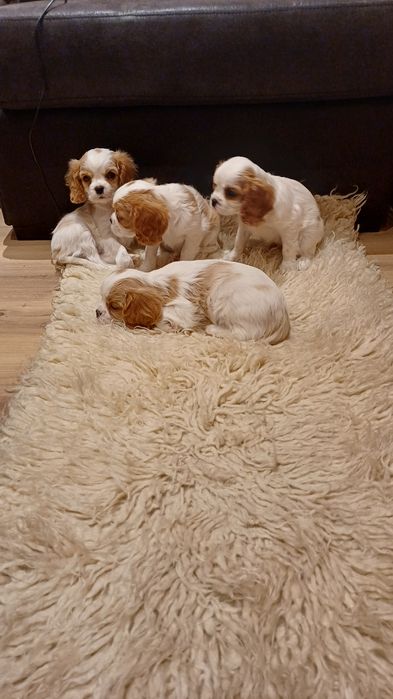 Продавам кавалер кинг чарлз шпаньол