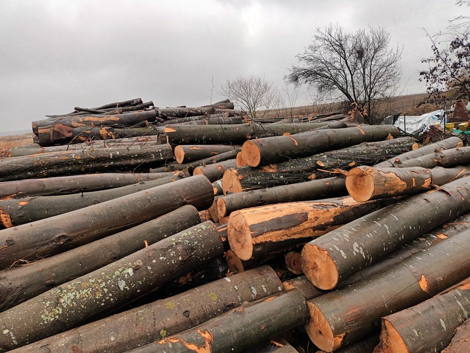 Vând lemne de foc uscate