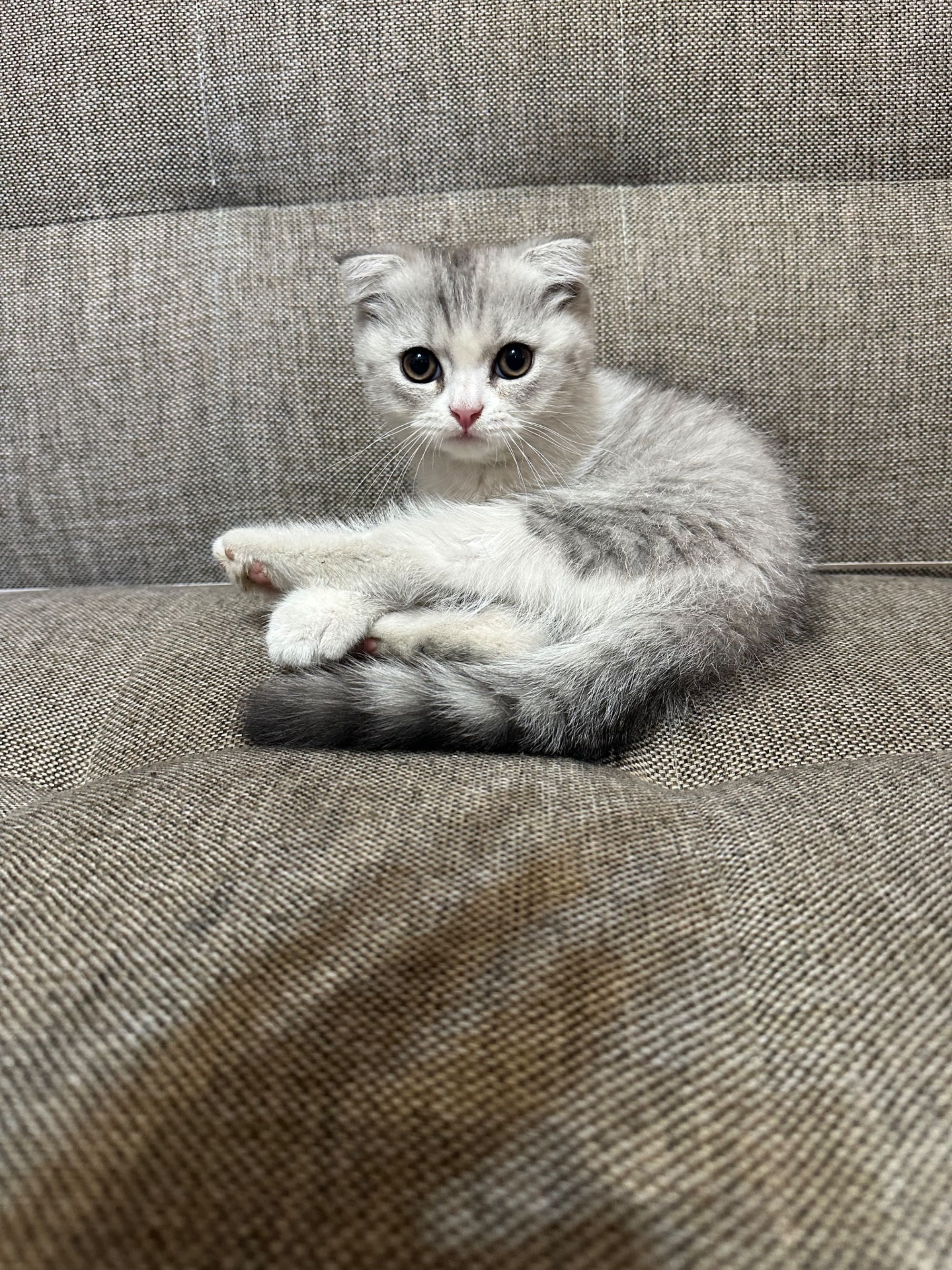 Кот скоттиш фолд+скоттиш страйт