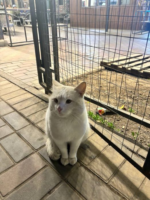 Заберите кота домой