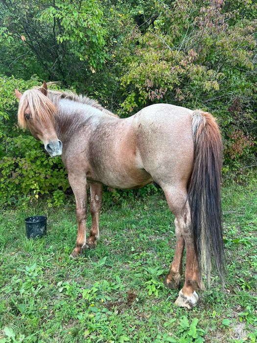 Armăsar calm și antrenat, ideal pentru reproducție/echitație