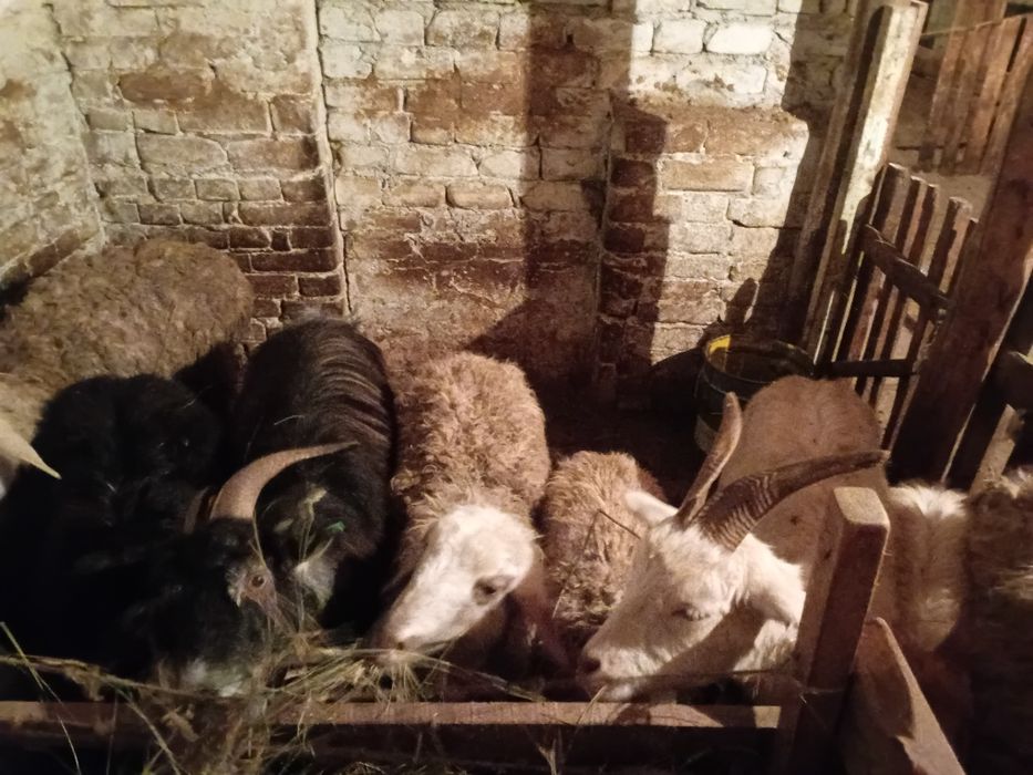 Продаётся козы 7штук