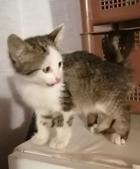 Малки котета си търсят дом