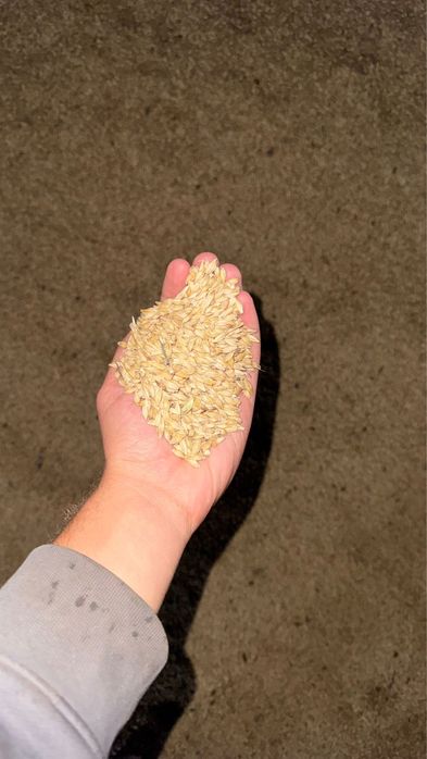 Orz suellen curat anul 2025