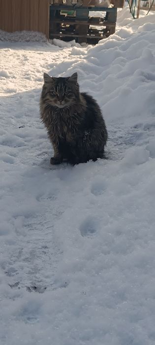 Красивый кот мальчишка