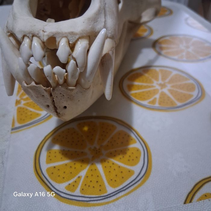 Craniu urs mărime 38cm