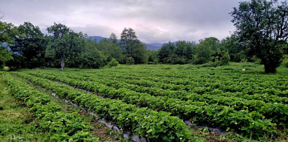 Разсад ягоди холандски и италянски сортове