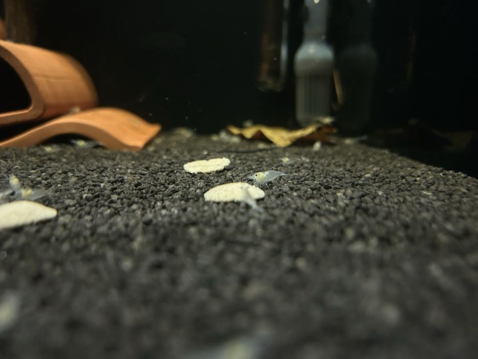 Скариди Snowball