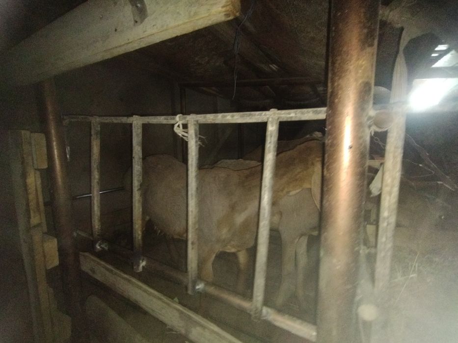 Qirgʻiz qoʻzi qoʻchqorlari!