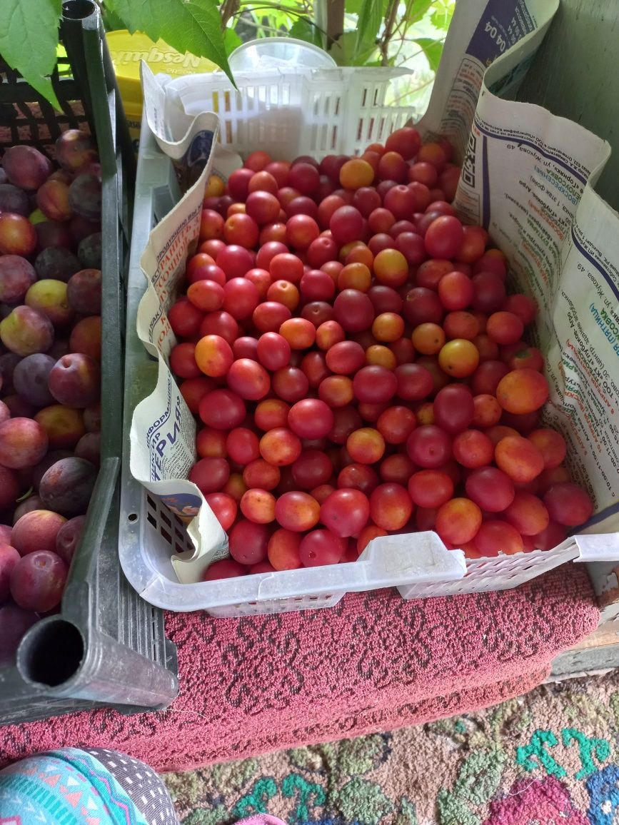 Продам летнюю дачу.Садовое общество Кленок 1.