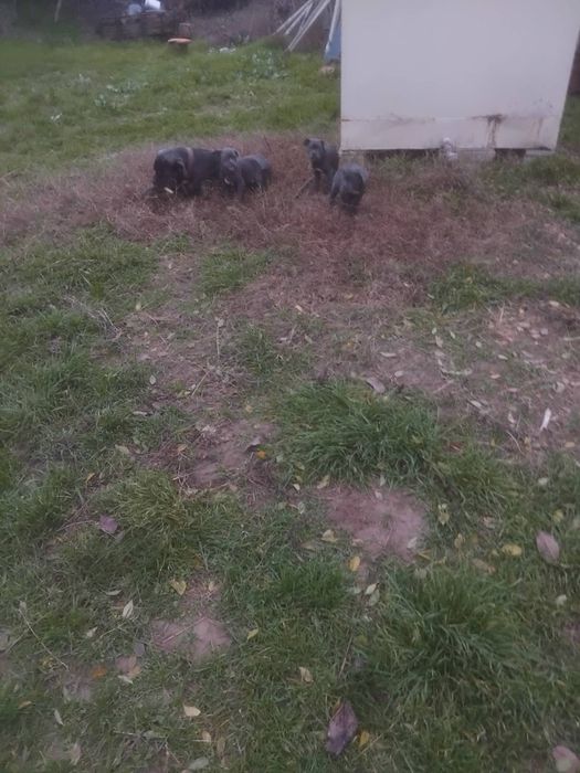 Кане корсо кученца