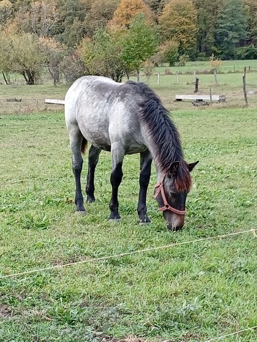 Mânză de 7 luni de pasune
