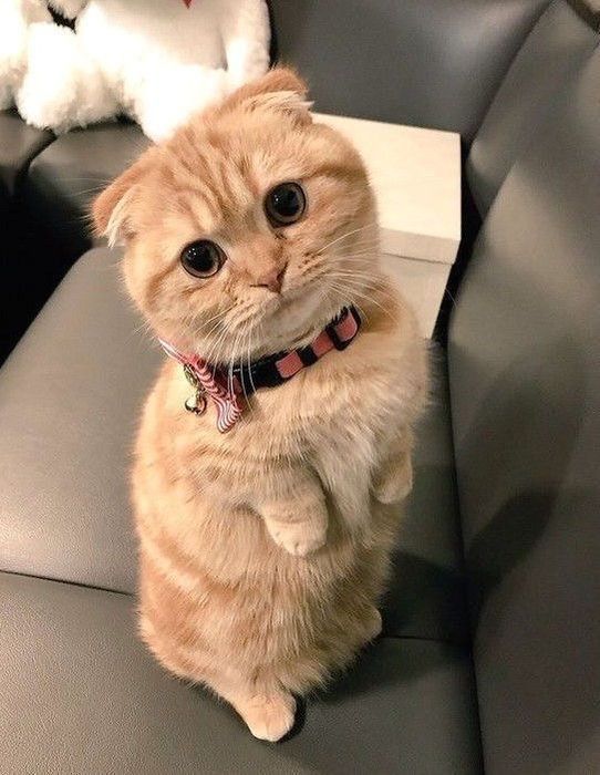 отдадим киса в хорошие руки