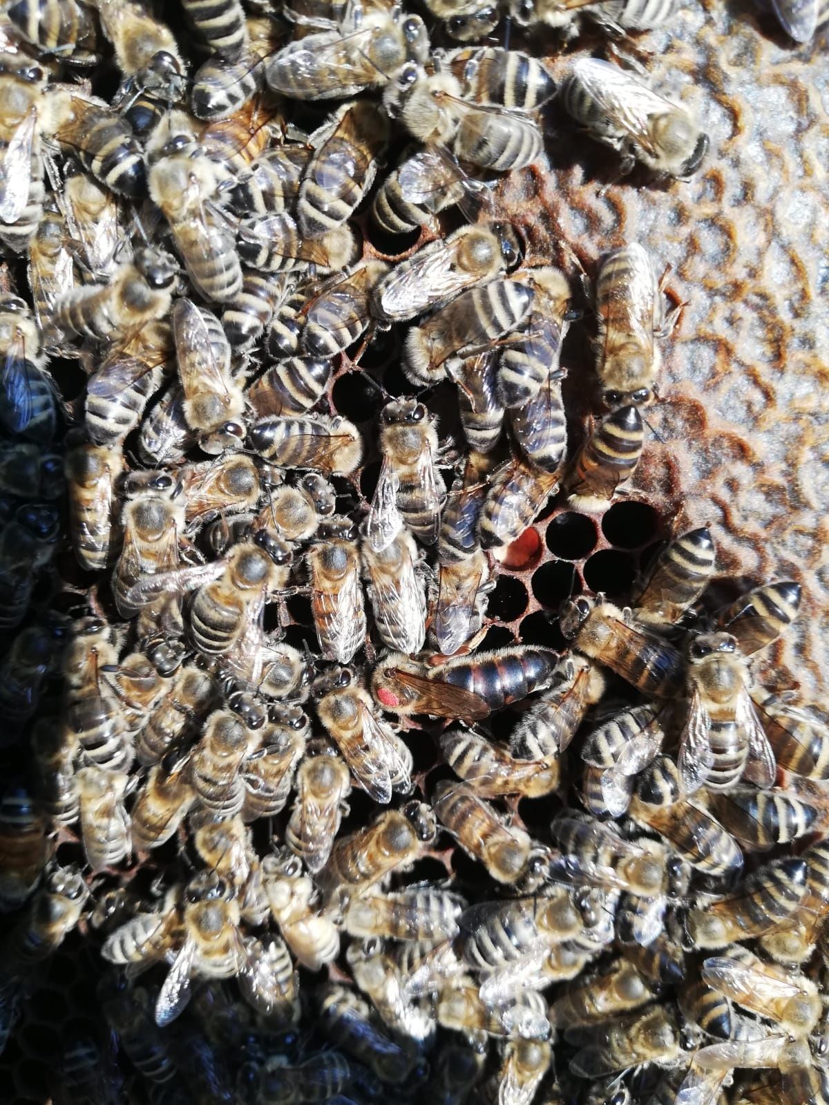 Vând roi și familii albine