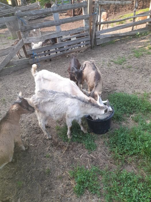 Tapici tineri 3_4luni