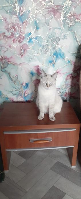 Отдадим даром стерилизованного котенка в добрые руки