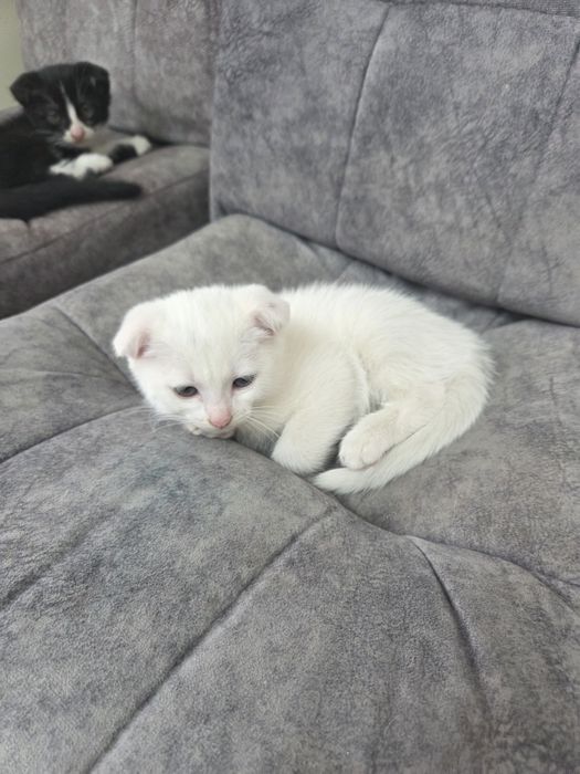 Котята 1,5мес,вислоухы.