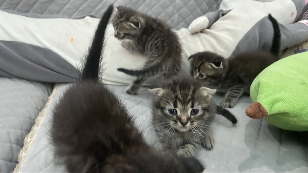Продам котят по 5000
