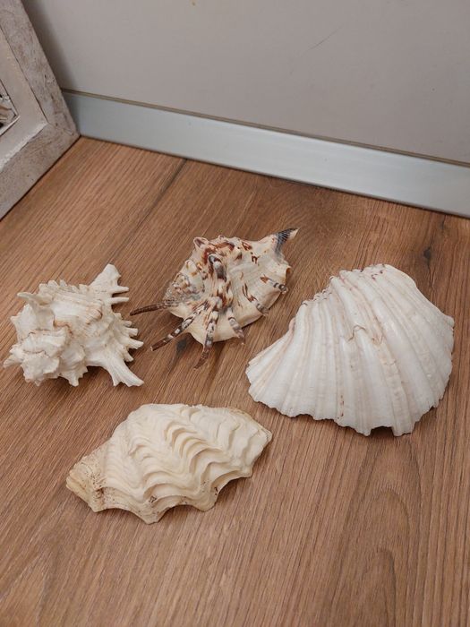 Scoici/ melci  de mare
