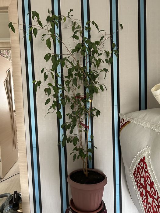 Комнатные цветы Алматы 3 микрорайон