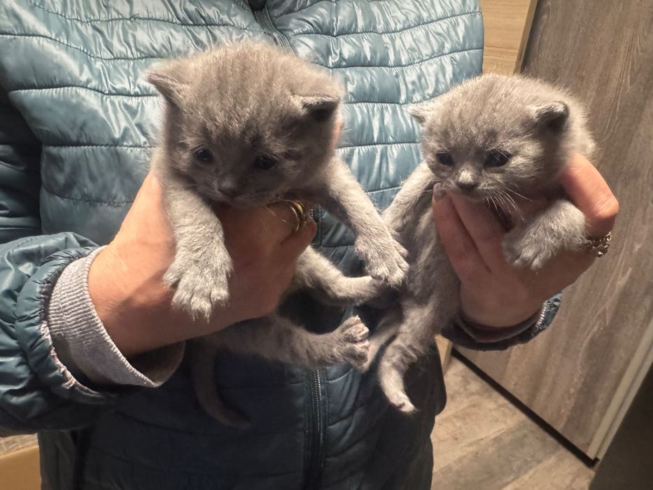 Британски котенца