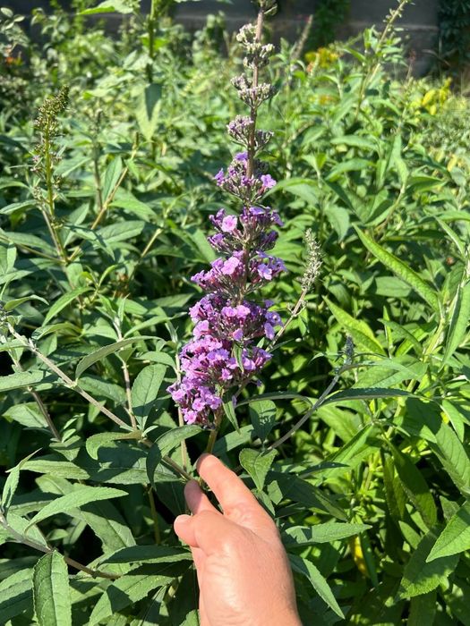 Будлейя Давида  3 л горшок кустарник садовая