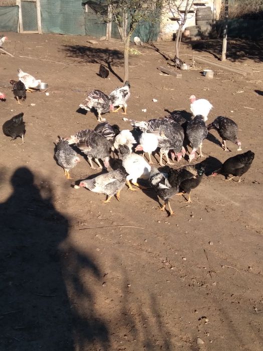 Cocoși de sacrificat