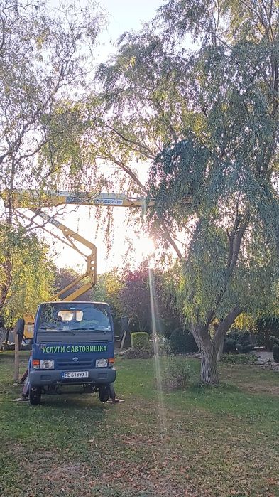 Рязане на опасни дървета