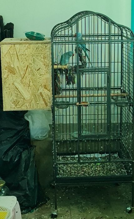 Pereche micul alexander albastru