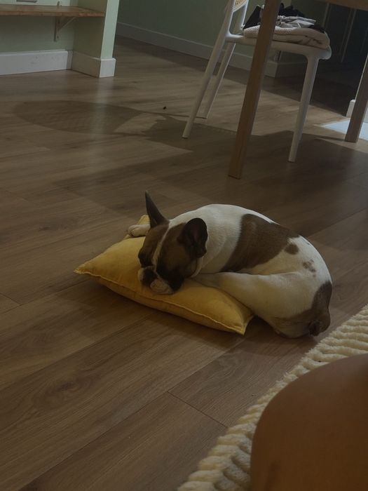 Французский бульдог в зорошие руки