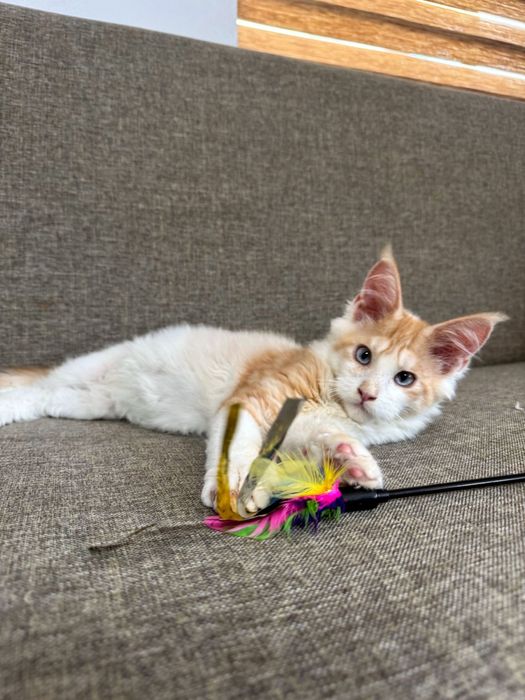 Baietel Maine Coon Ochi Albastri Felisa Autorizata