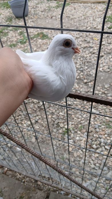 De vânzare porumbei sau schimb