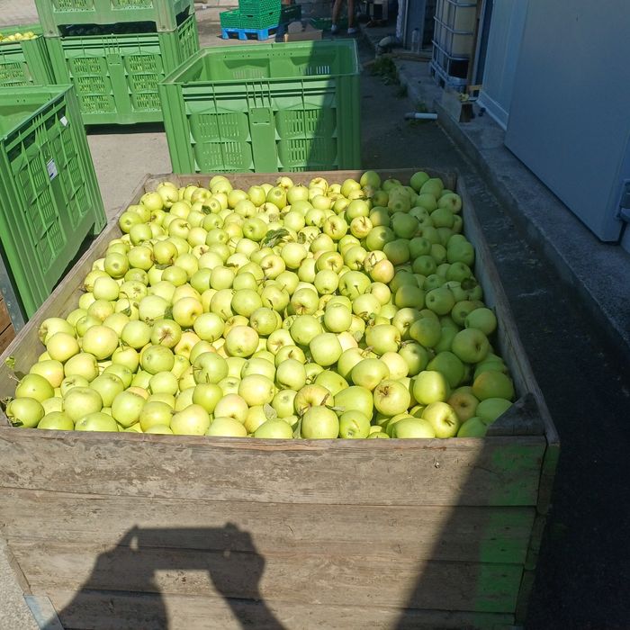 Vand angro 3,5 lei mere golden delicios