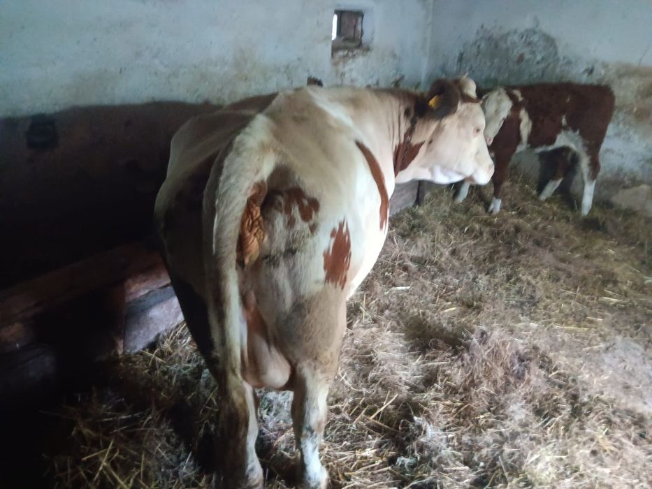 Vand vaca de 8 ani